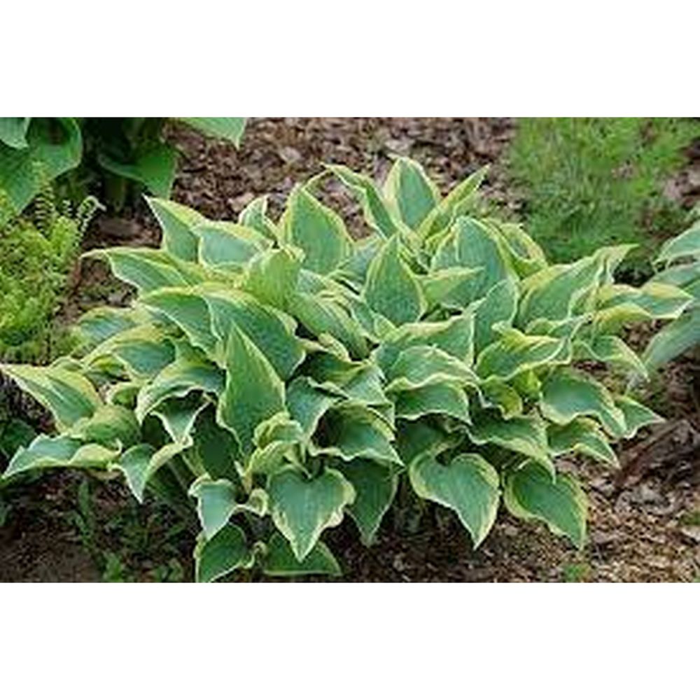 Hosta Brim Cup 3L - [ERROR] 'category' record not available ...